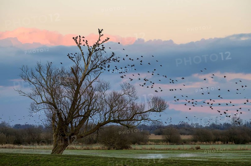 A flock of starlings (Sturnus vulgaris) flies into a bare willow (Salix spec.) standing at the wheel of wet grassland meadows at sunset, Dümmer nature park Park, Lower Saxony, Germany