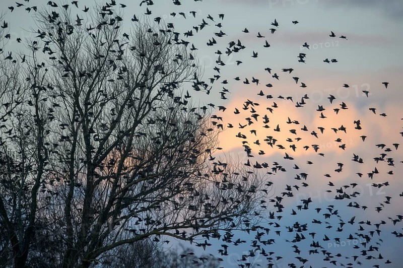 A flock of starlings (Sturnus vulgaris) flying from a tree in front of a colourful sky at sunset, Dümmer nature park Park, Lower Saxony, Germany