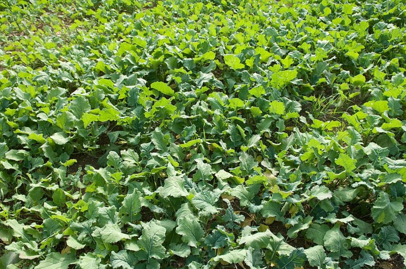 Winter rape, wintering, frost-resistant green manure plant, promotes the biological activity of the soil