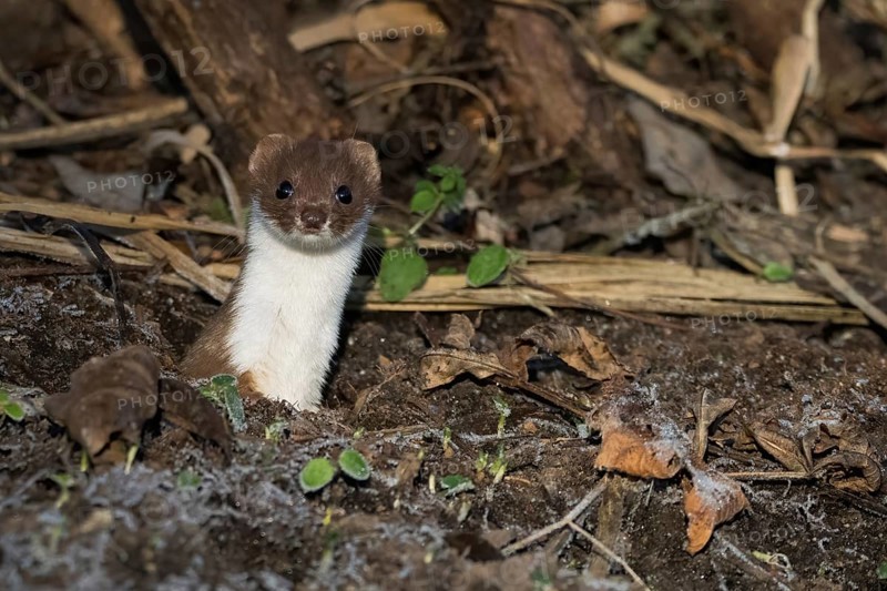 An ermine (Mustela erminea) looks out attentively from its den on a leaf-covered forest floor, Hesse, Germany