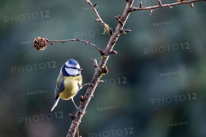 Blue tit (Parus caerulea), Emsland, Lower Saxony, Germany