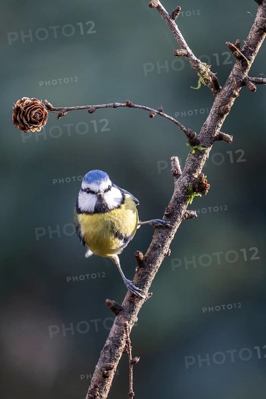 Blue tit (Parus caerulea), Emsland, Lower Saxony, Germany