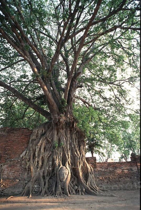 Buddha's head grown into the poplar fig (Ficus religiosa) . According to Buddhist tradition, Siddhartha Gautama experienced awakening while sitting under a poplar fig. Buddha, Buddhism, Religion, Ayutthaya, Thailand, Southeast Asia