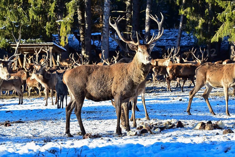 Wild feeding of red deer in the Allgäu region, Bavaria, Germany