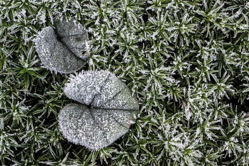 Cyclamen leaf (Cyclamen coum) on moss in hoarfrost, Emsland, Lower Saxony, Germany