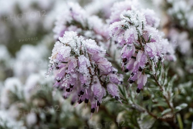 Snow heather (Erica carnea) in hoarfrost, Emsland, Lower Saxony, Germany