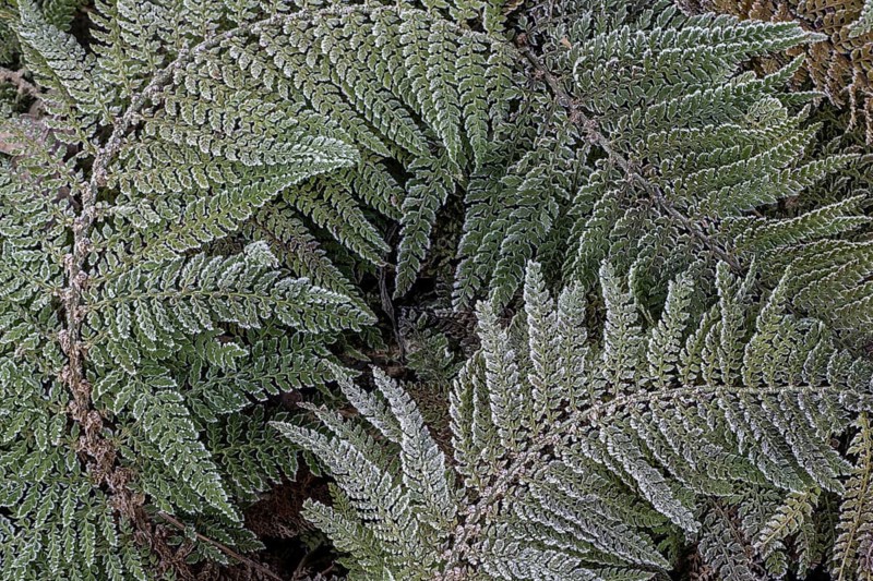 Fern fronds (Polystichum) in hoarfrost, Emsland, Lower Saxony, Germany