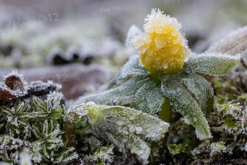 Winter aconite (Eranthis hyemalis) in hoarfrost, Emsland, Lower Saxony, Germany