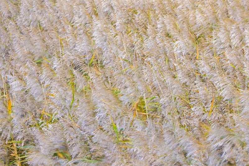 Motion blurred panicles of common reeds (Phragmites australis, Phragmites communis) in reedbed, reed bed in wetland in autumn, fall