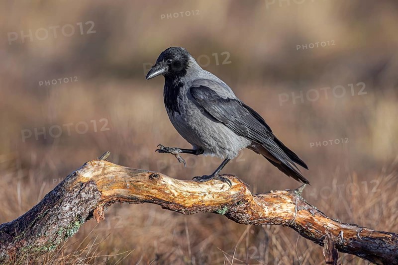 Northern European hooded crow (Corvus cornix cornix, Corvus corone cornix) perched on branch in winter