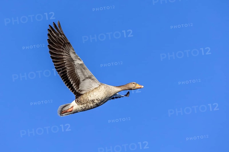 Greylag goose, graylag goose (Anser anser) flying against blue sky in winter
