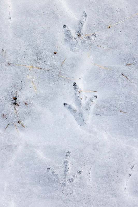 Rock ptarmigan (Lagopus muta, Lagopus mutus) tracks, footprints in the snow in winter