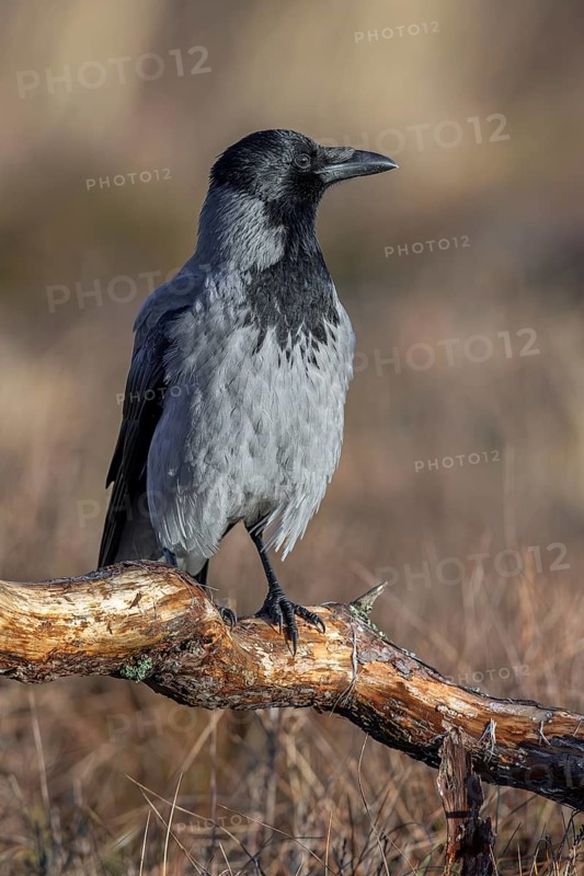 Northern European hooded crow (Corvus cornix cornix, Corvus corone cornix) perched on branch in winter