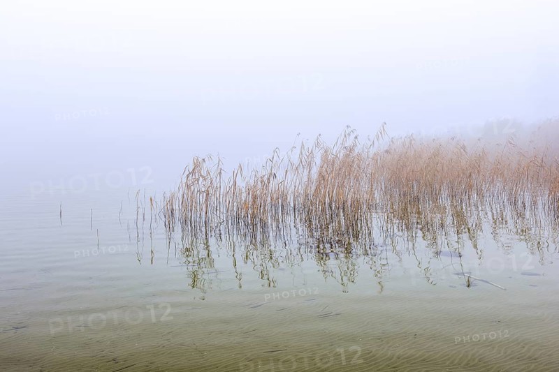 Common reeds (Phragmites australis, Phragmites communis) in reedbed, reed bed in wetland during early morning mist in winter