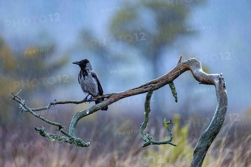 Soaking wet Northern European hooded crow (Corvus cornix cornix, Corvus corone cornix) perched on branch in the rain in winter