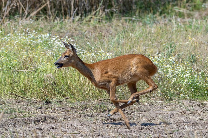 Fleeing European roe deer (Capreolus capreolus) doe, female running fast over farmland in summer