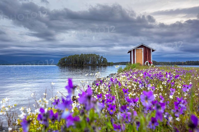Colourful wildflowers and boathouse on the island Norderön in lake Storsjön in spring, Jämtland, Sweden, Scandinavia