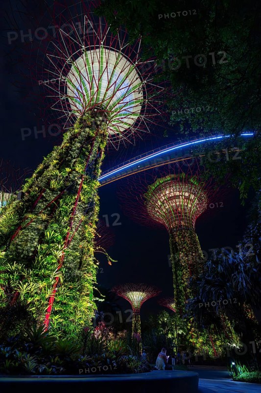 Supertree Grove, illuminated Supertrees towering over Gardens by the Bay, GBTB, urban park in the city Singapore at night