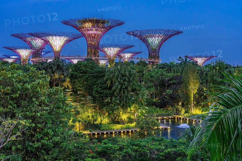 Supertree Grove, illuminated Supertrees with elevated walkway and restaurant towering over Gardens by the Bay, GBTB, urban park in the city Singapore