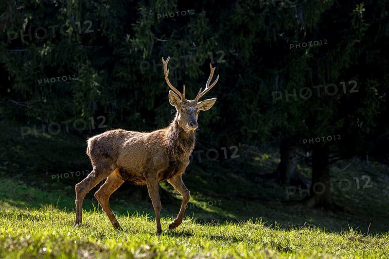 Scruffy red deer (Cervus elaphus) stag in grassland at edge of forest moulting into its red summer coat during the spring moult