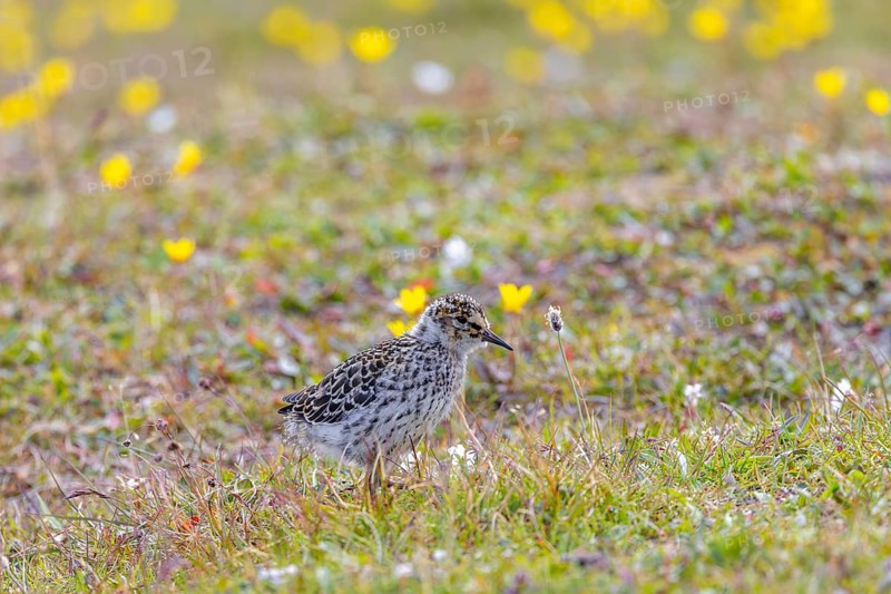 Purple sandpiper (Calidris maritima) chick, young on the tundra in summer, Svalbard, Spitsbergen, Norway