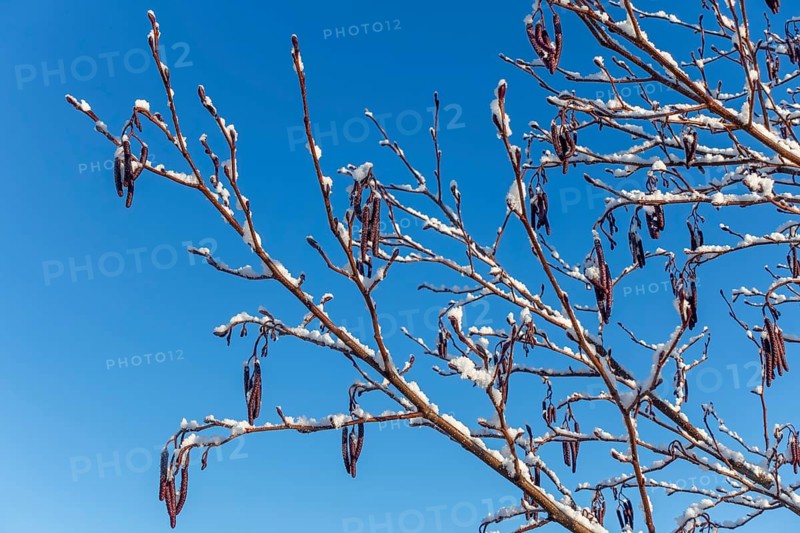 Common alder, European black alder (Alnus glutinosa) close-up of male catkins laden with fresh snow at wetland in winter