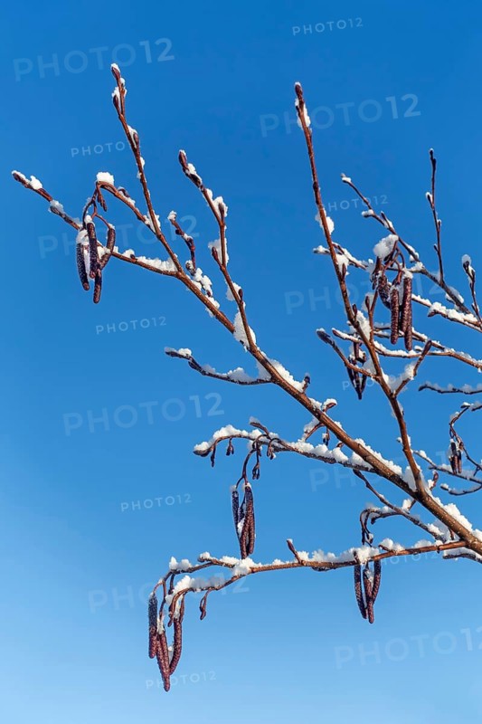 Common alder, European black alder (Alnus glutinosa) close-up of male catkins laden with fresh snow at wetland in winter