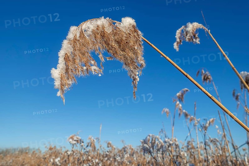 Common reed (Phragmites australis) close-up of panicles, seed heads laden with fresh snow in reedbed, reed bed at wetland in winter