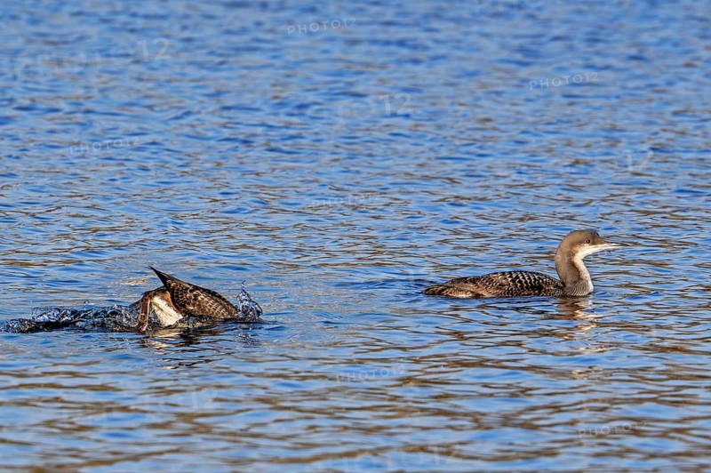 Two black-throated loons, Arctic loon, black-throated diver (Gavia arctica) in non-breeding plumage swimming in lake in winter