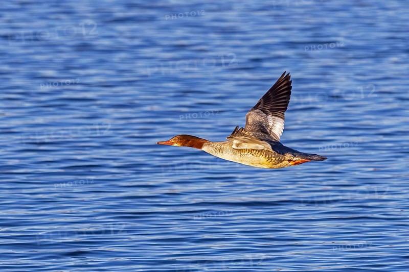 Common merganser, goosander (Mergus merganser merganser) female flying over water of lake in winter