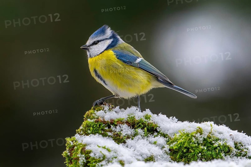 Eurasian blue tit (Cyanistes caeruleus, Parus caeruleus) perched on snow covered tree stump with moss in forest in winter