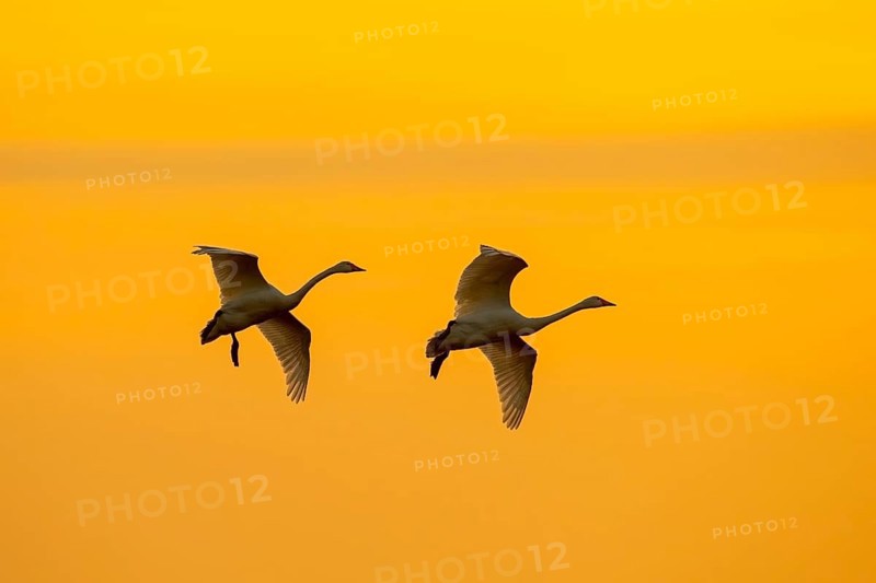 Two Bewick's swans, tundra swans (Cygnus bewickii) flying against orange sunset sky in winter