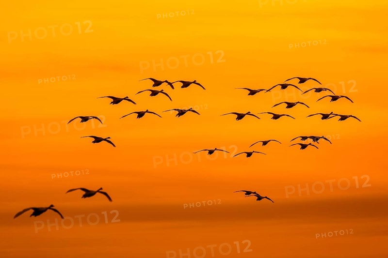 Bewick's swans, tundra swan (Cygnus bewickii) flock in flight silhouetted against orange sunset sky in winter
