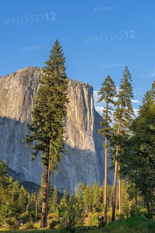 Ponderosa pine in front of El Capitan, granite monolith in Yosemite National Park in Sierra Nevada mountain range in California, USA, North America