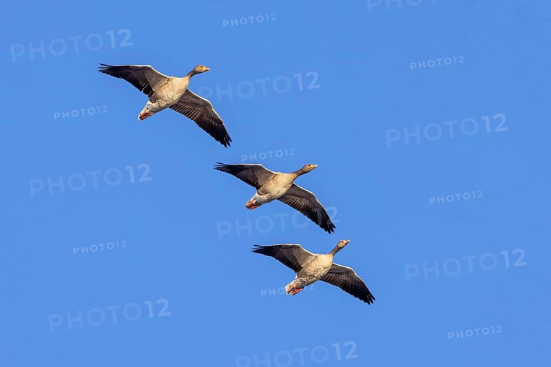 Three greylag geese, graylag goose (Anser anser) flying against blue sky in winter