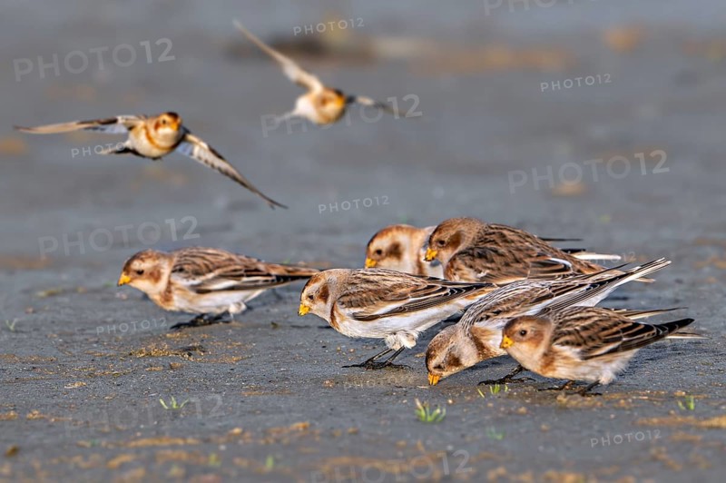 Snow buntings (Plectrophenax nivalis, Emberiza nivalis) flock in winter plumage foraging on sandy beach along the North Sea coast