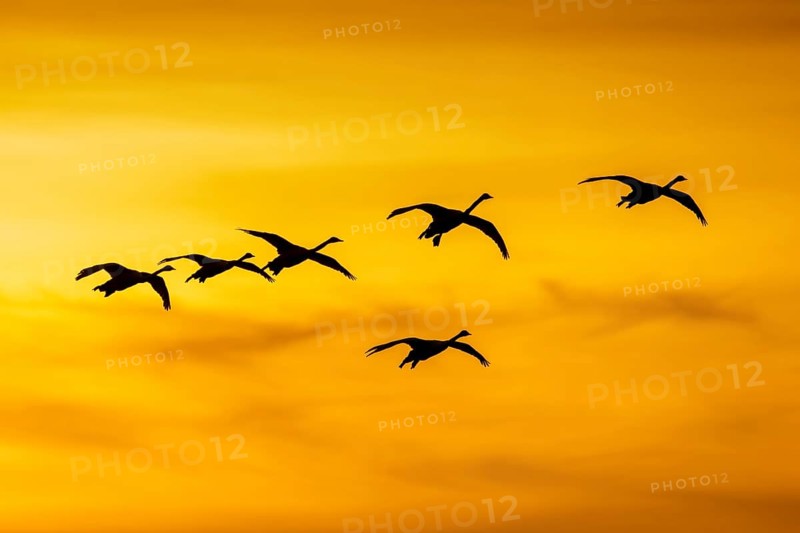 Bewick's swans, tundra swan (Cygnus bewickii) flock in flight silhouetted against orange sunset sky in winter