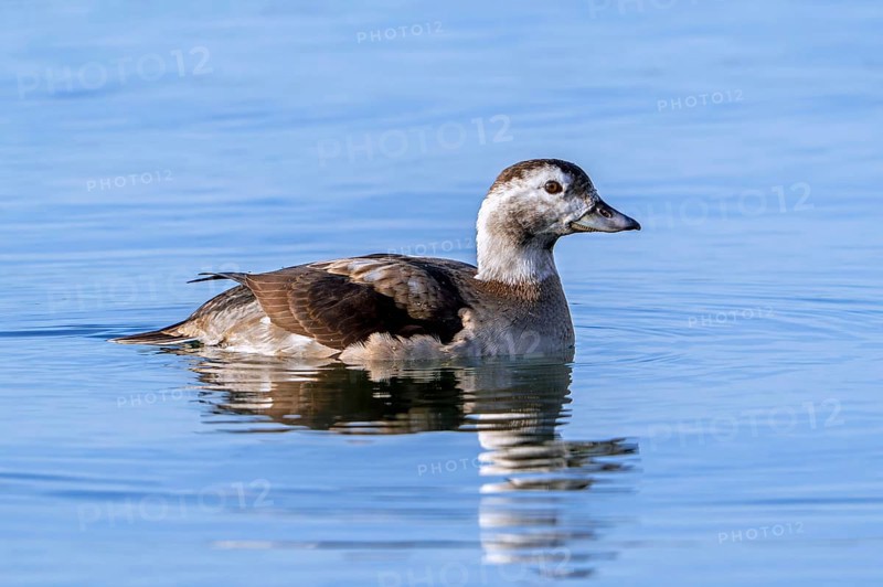 Long-tailed duck (Clangula hyemalis, Anas hyemalis) adult female in non-breeding plumage swimming in pond in winter