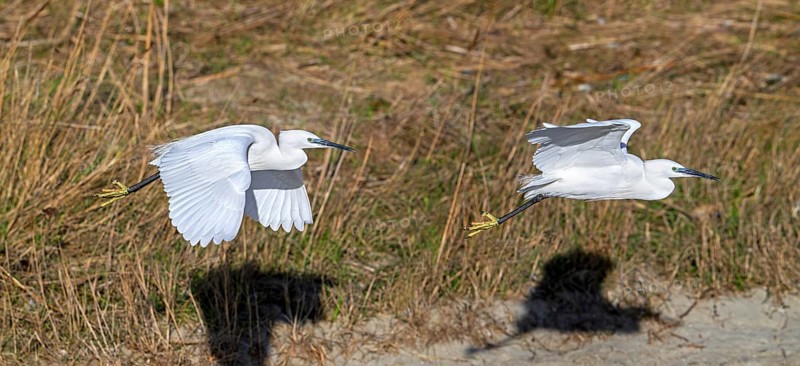 Two little egrets (Egretta garzetta) flying past reed bed in coastal wetland in winter. Digital composite