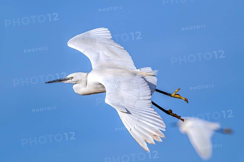Two little egrets (Egretta garzetta) adult flying against blue sky in winter
