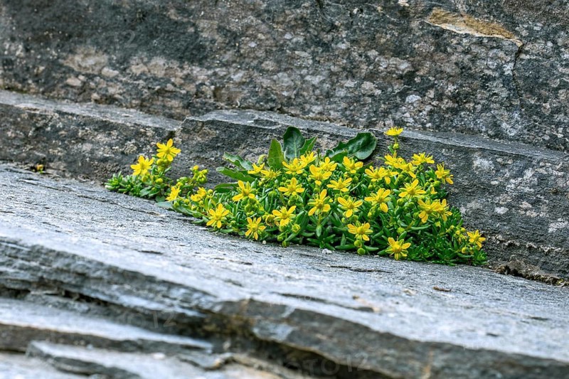 Yellow mountain saxifrage, yellow saxifrage (Saxifraga aizoides), alpine plant flowering among rocks in summer in the Alps