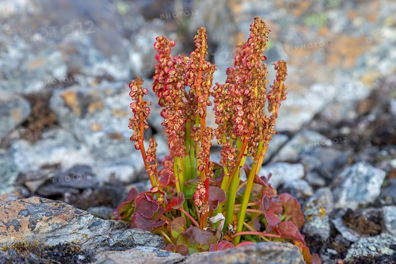 Alpine mountain-sorrel, wood sorrel (Oxyria digyna), arctic perennial plant blooming on the tundra in summer on Svalbard, Spitsbergen, Norway