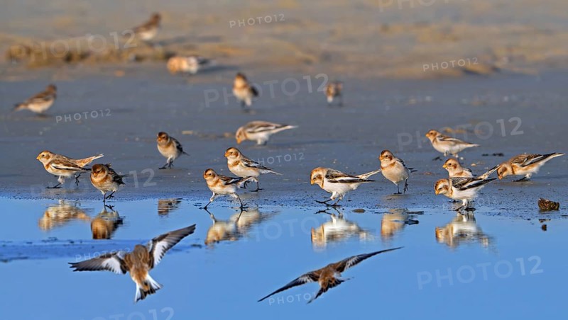 Snow buntings (Plectrophenax nivalis, Emberiza nivalis) flock in winter plumage foraging on sandy beach along the North Sea coast
