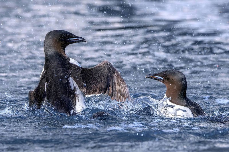 Two thick-billed murres, Brünnich's guillemots (Uria lomvia) in breeding plumage fighting in the Arctic Ocean in summer, Svalbard, Spitsbergen