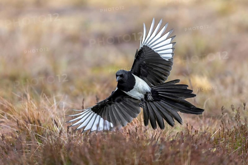 Eurasian magpie, common magpie (Pica pica) adult in flight, landing with spread open wings in grassland in winter