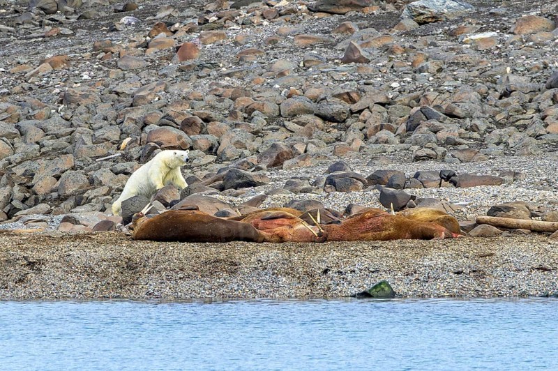 Lone polar bear (Ursus maritimus) stalking Atlantic walruses sleeping at haulout on beach along the coast of Svalbard, Spitsbergen in summer
