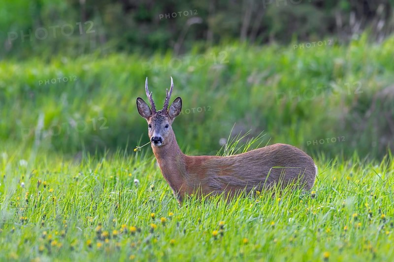 European roe deer (Capreolus capreolus) adult buck, male eating dandelion in grassland, meadow with wildflowers blooming at forest edge in spring