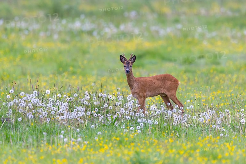 European roe deer (Capreolus capreolus) adult buck, male foraging in grassland, meadow with dandelions flowering in spring