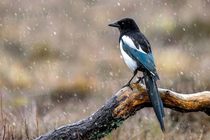 Eurasian magpie, common magpie (Pica pica) perched on fallen branch in moorland during snowfall, snow shower in winter