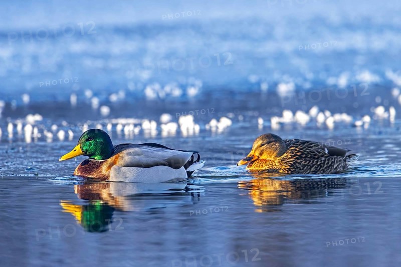 Mallard, wild duck (Anas platyrhynchos) male, drake and female couple swimming in ice-hole in frozen lake in winter